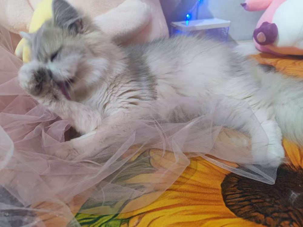 吾悦店店内的布偶猫